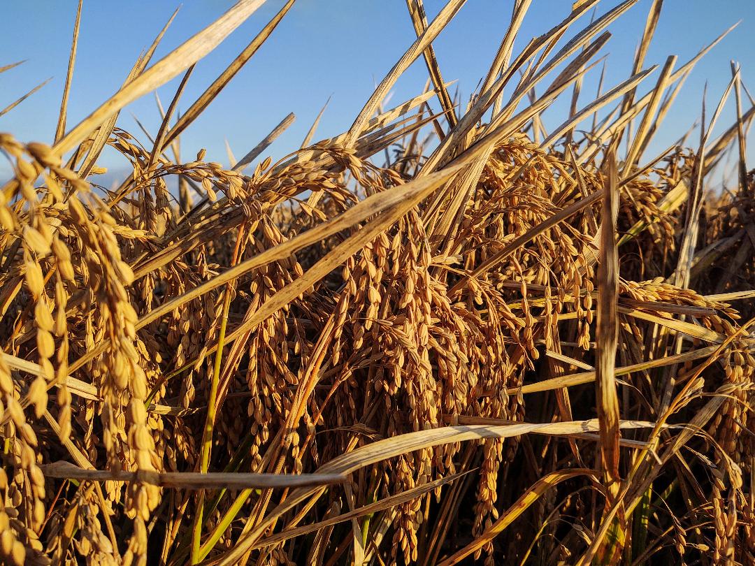 Yellowish-tan rice plant stalks with a blue sky