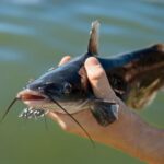 U.S. Farm-Raised Catfish Reigns Superior